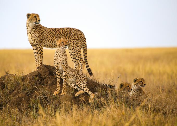 Lamparty w Serengeti