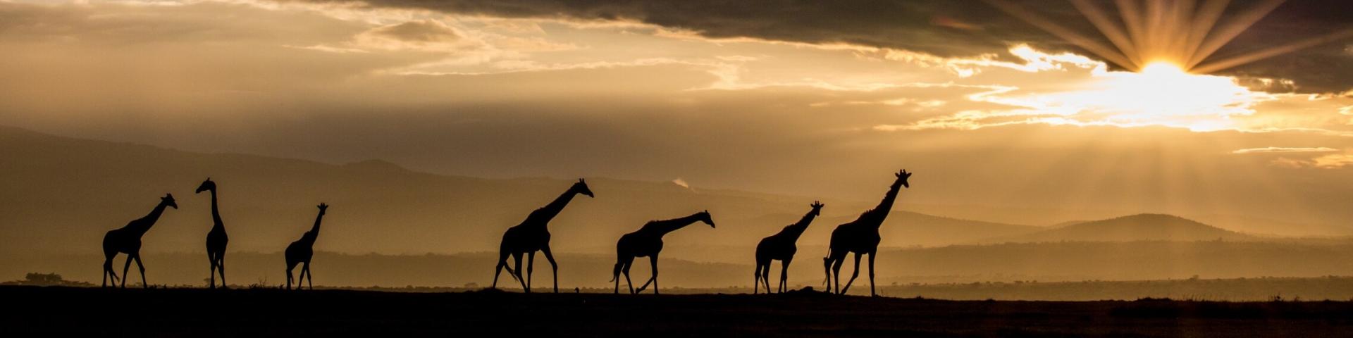 Region Laikipia Kenia – Elitarne Safari i Ochrona Przyrody