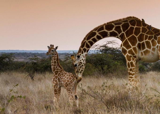Loisaba Conservancy