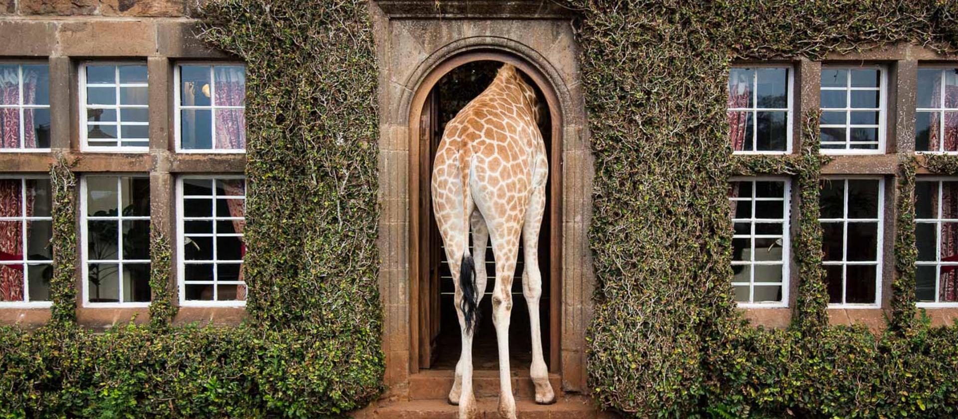 Giraffe Manor