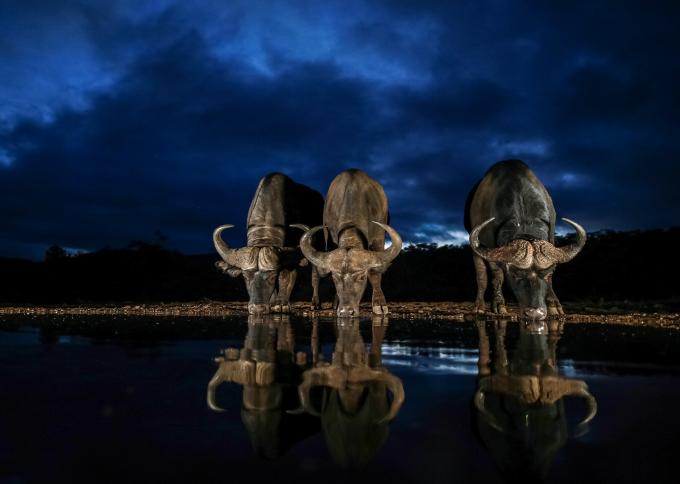 Nocne safari