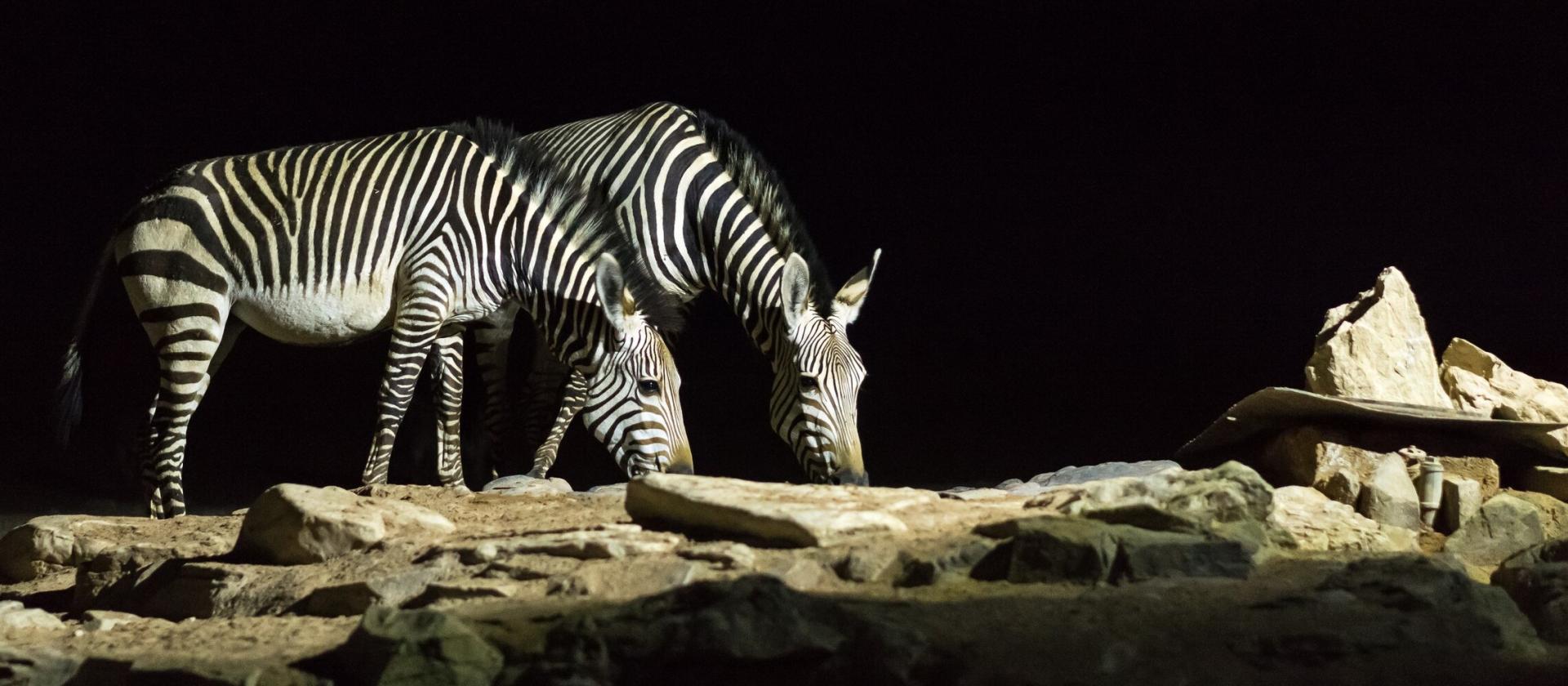 Nocne safari