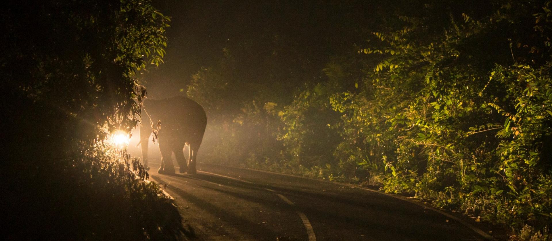 Nocne safari