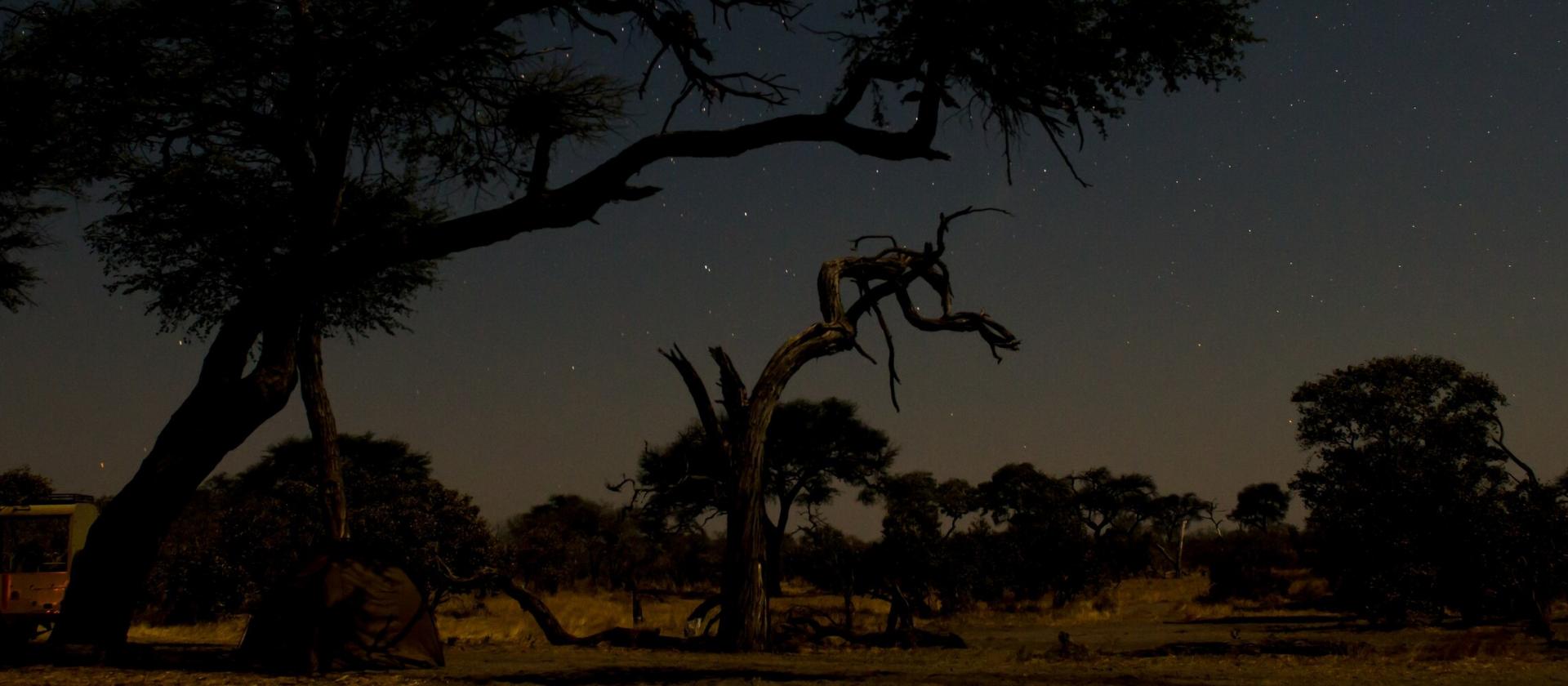 Nocne safari