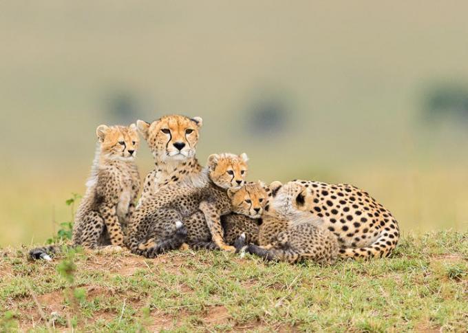 Rodzina gepardów w czasie sjesty