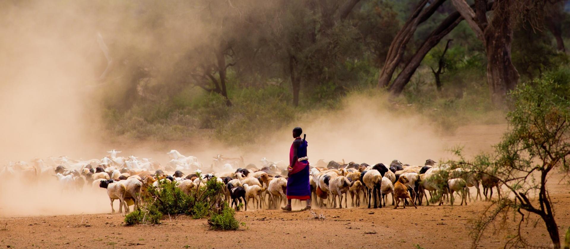 Safari w Masai Mara oraz śniadanie z żyrafami