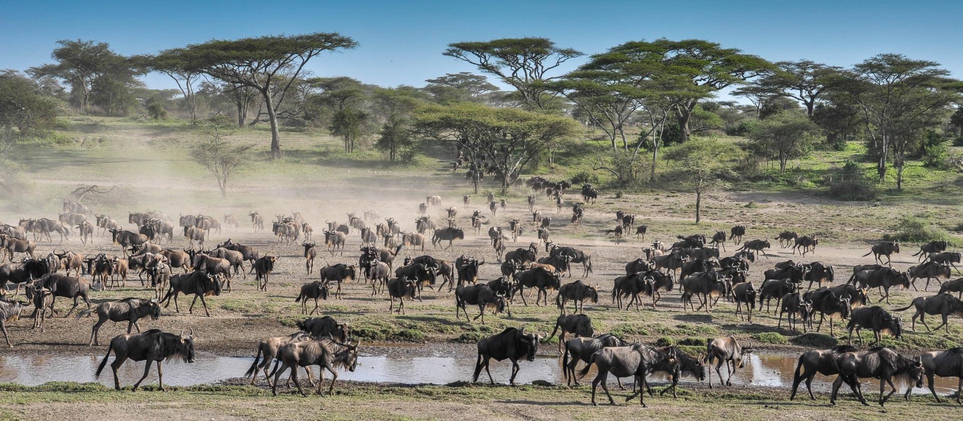 Safari w Samburu i Masai Mara