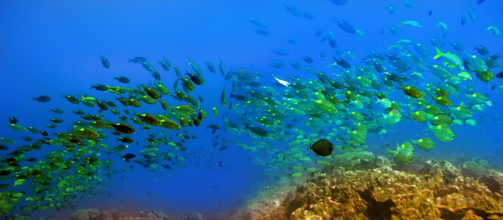 Nurkowanie na Mauritiusie