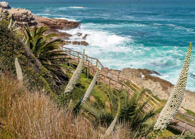 Hermanus