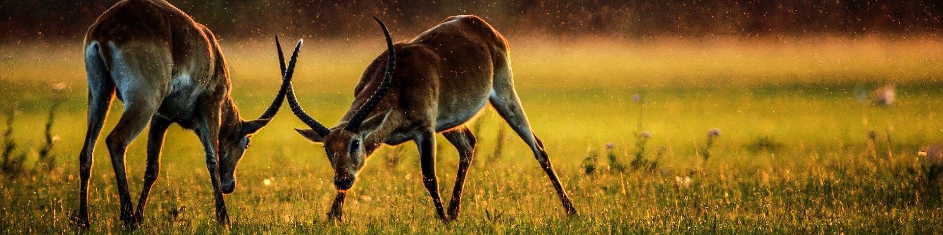 Botlierskop Game Reserve 