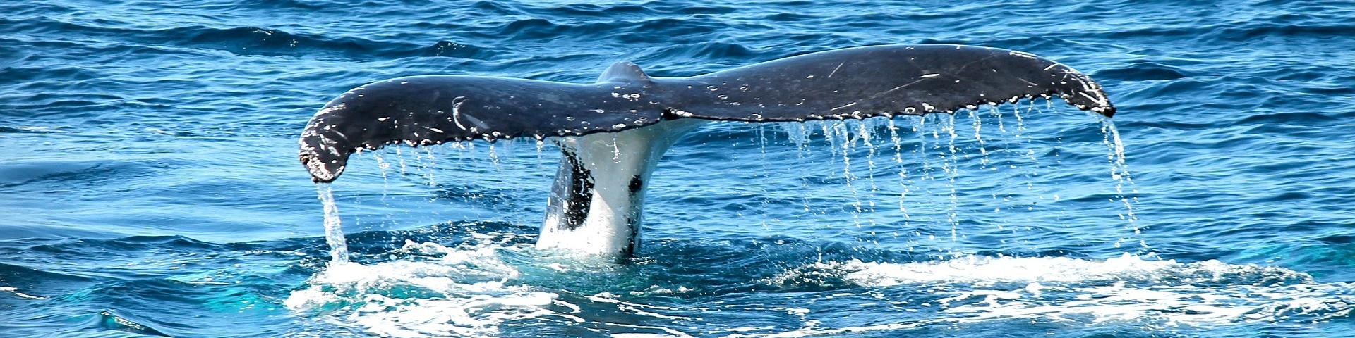 Hermanus – rejs w poszukiwaniu wielorybów – RPA z Memories Vacations