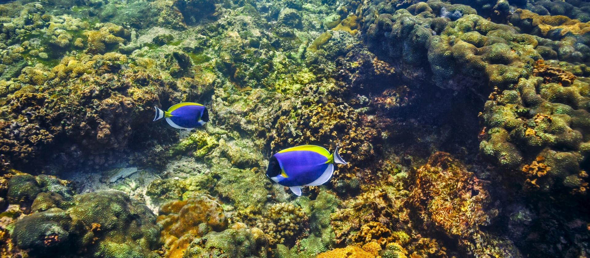 Podwodne cuda wysp Sister, Coco i Felicite