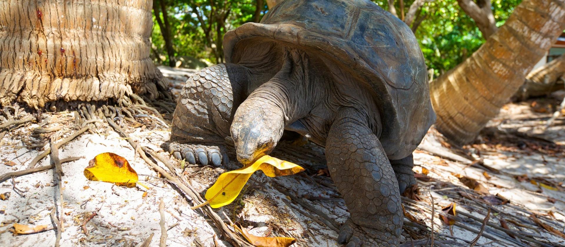 Trzy wyspy Seszeli – rajskie plaże wysp Praslin, La Digue i Mahe 
