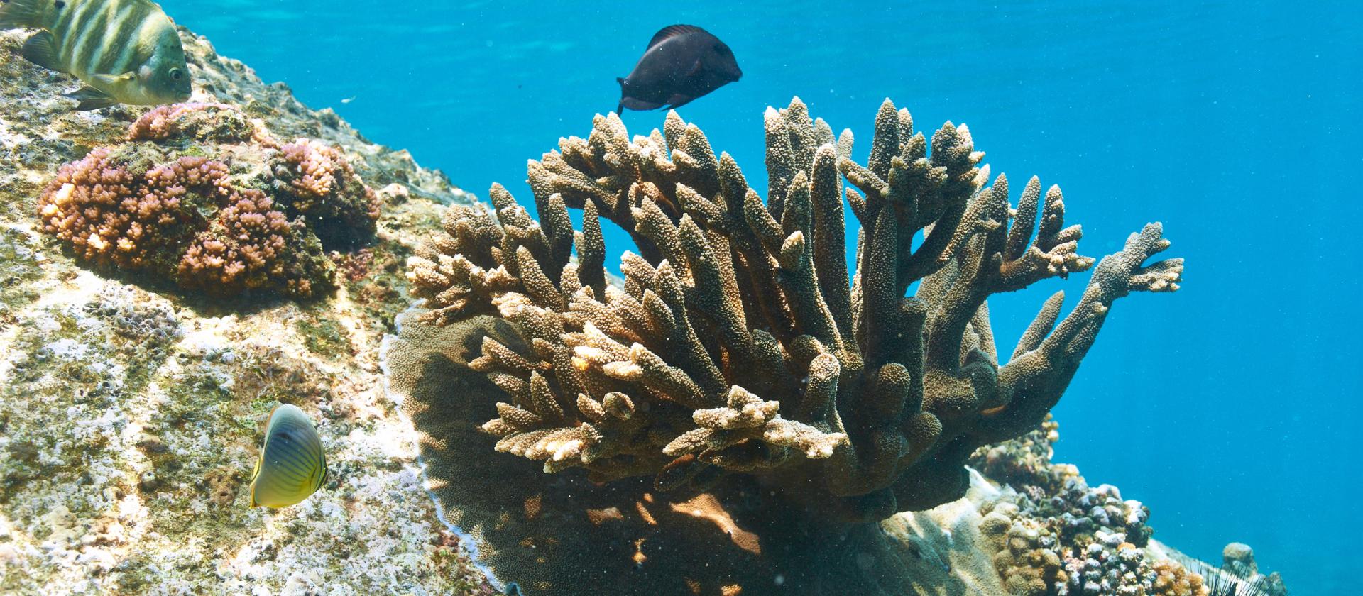 Wakacje na dwóch wyspach Seszeli – Praslin i Mahe