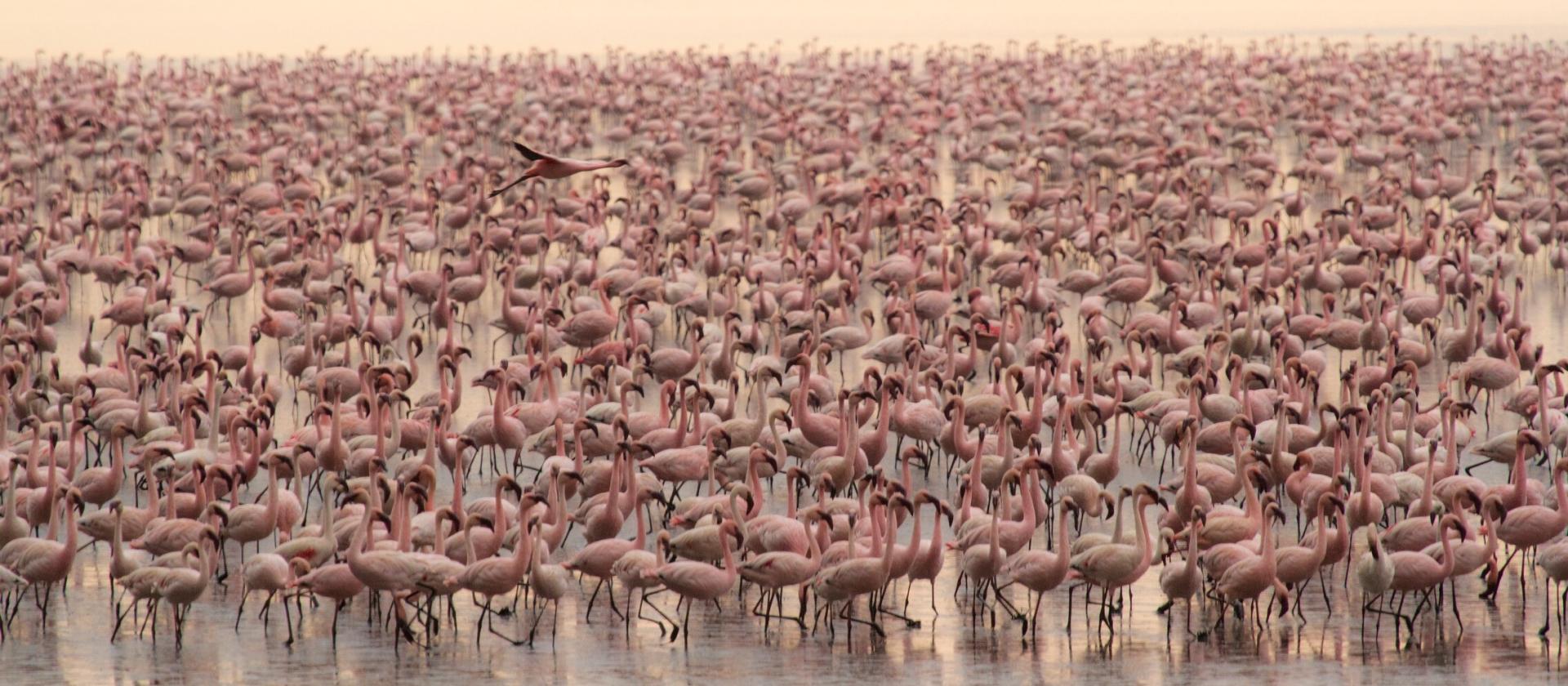 &Beyond Lake Manyara Tree Lodge