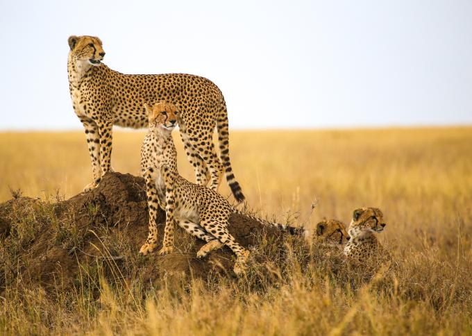 Prywatne safari w Tanzanii i odpoczynek na rajskim Zanzibarze