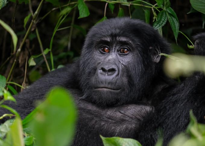 Uganda