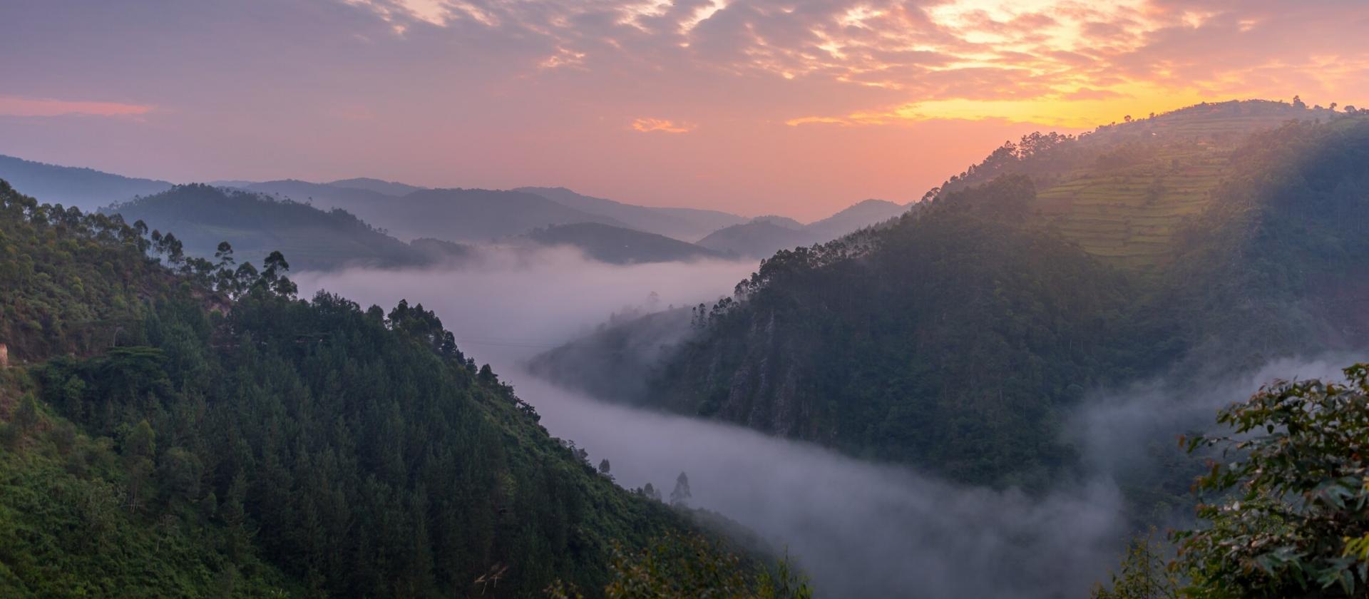Tropienie goryli górskich w Bwindi