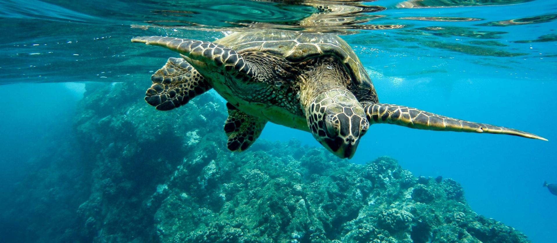 Snorkeling na Isla Tortuga