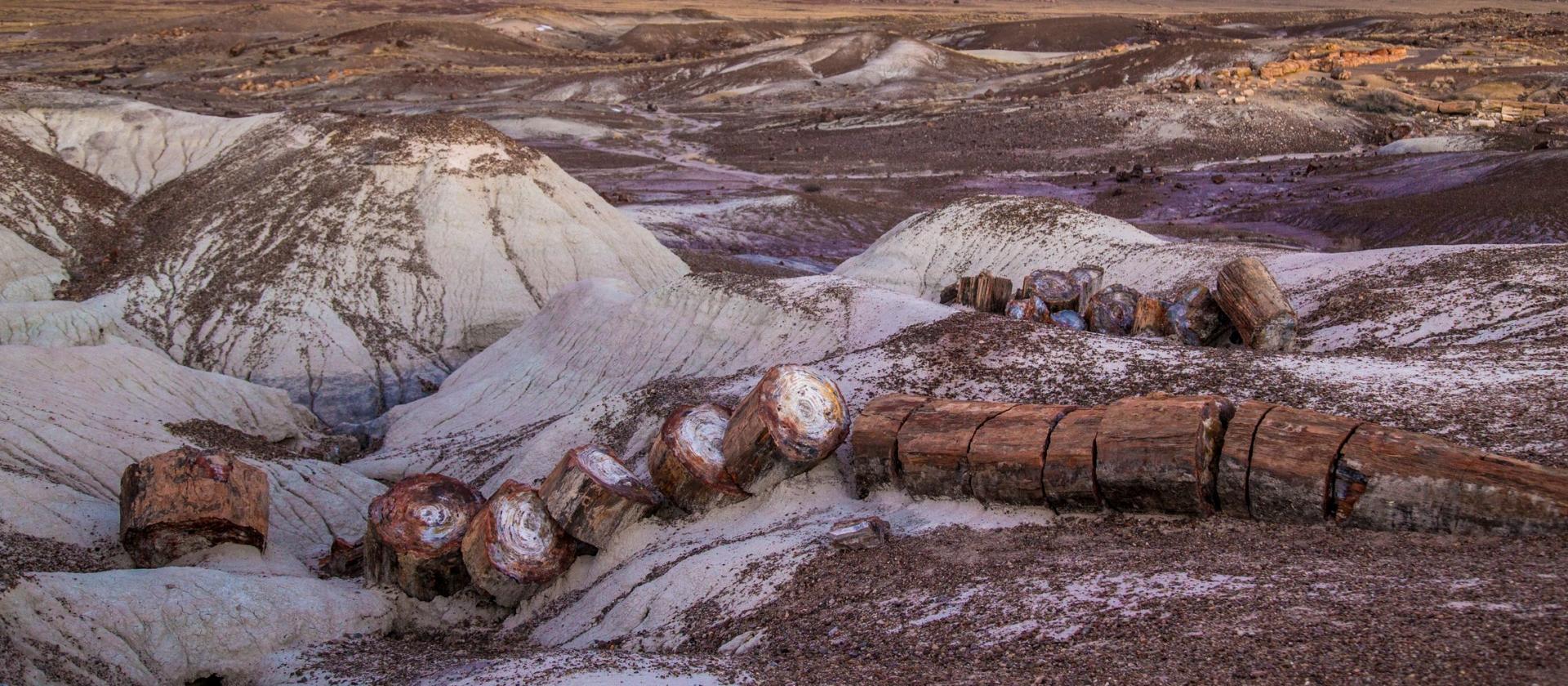 Park Narodowy Skamieniałego Lasu (Petrified Forest National Park)