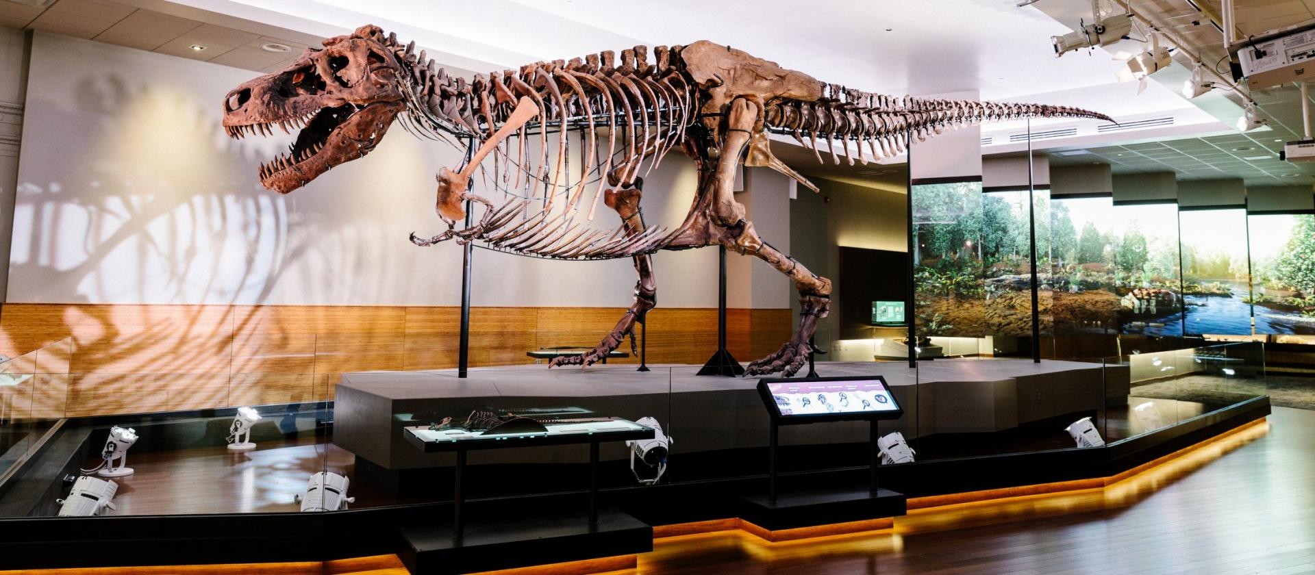 Słynny Tyranozaur - Sue w Field Museum