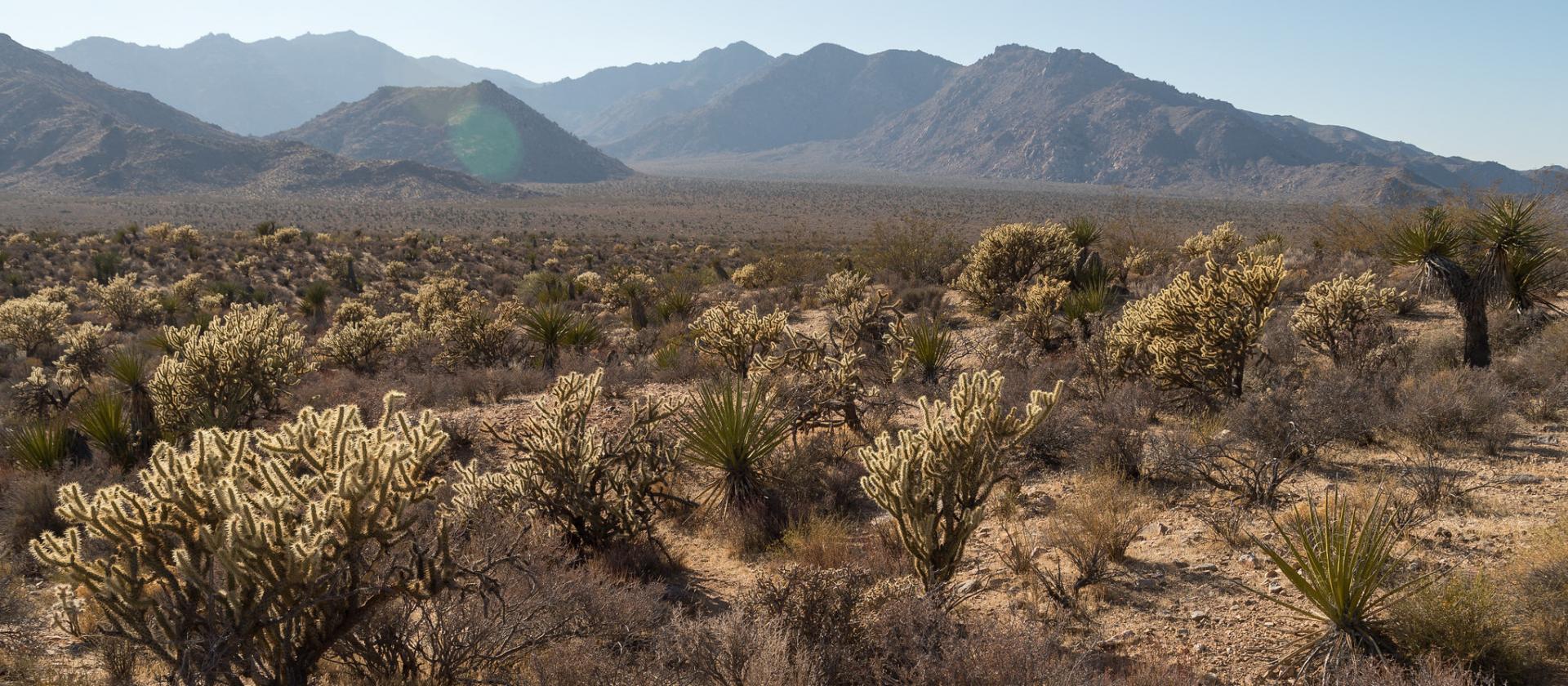 Mojave National Preserve