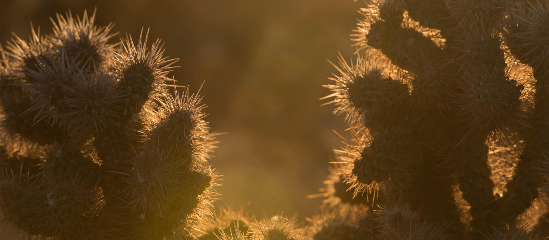 Mojave National Preserve