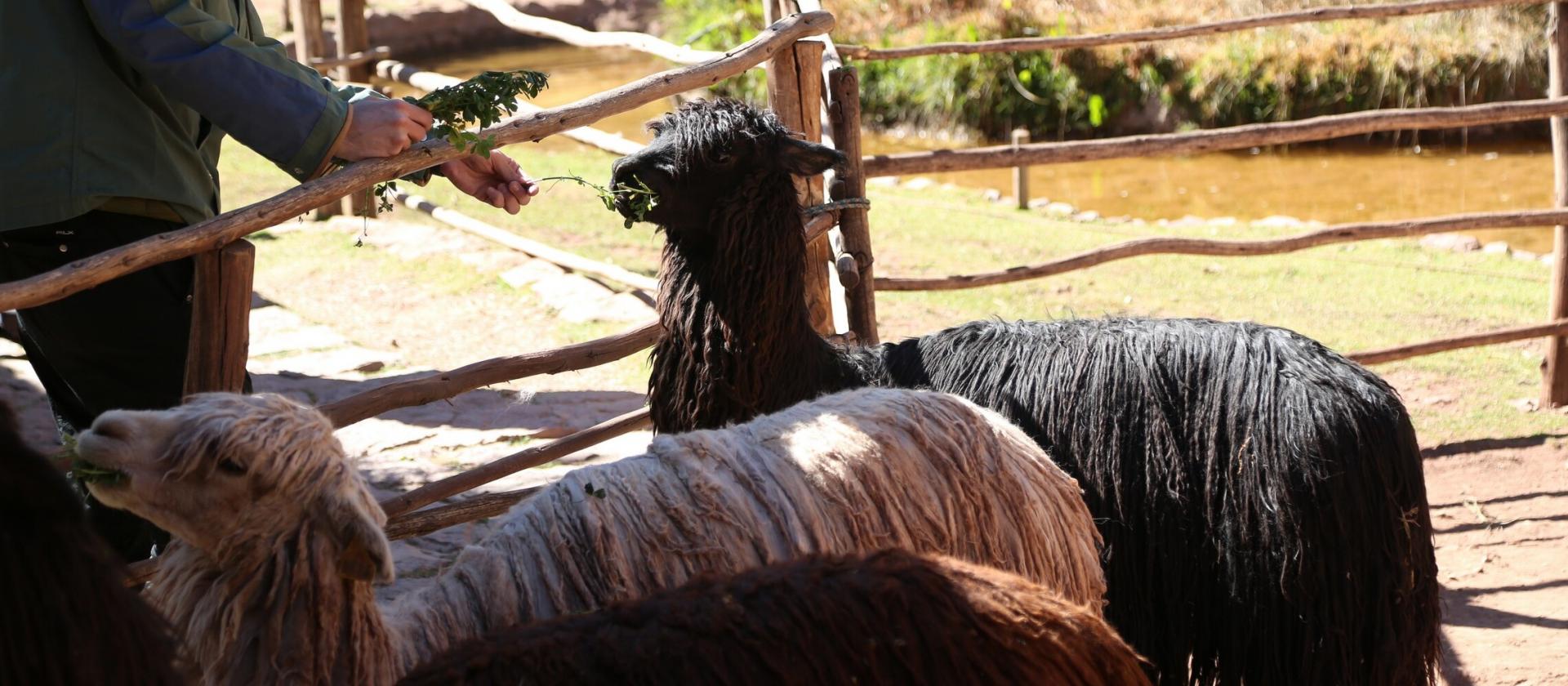 Lekcja tradycyjnego tkactwa oraz zwiedzanie starożytnych ruin Pisac