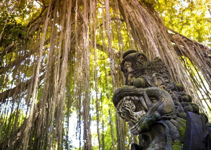 Monkey Forest w Ubud