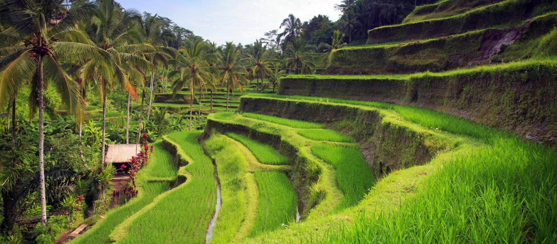 Tarasy ryżowe Jatiluwih na Bali
