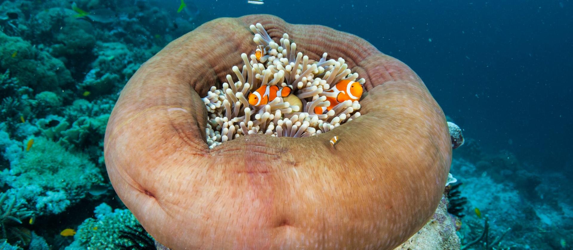 Nurkowanie w Raja Ampat