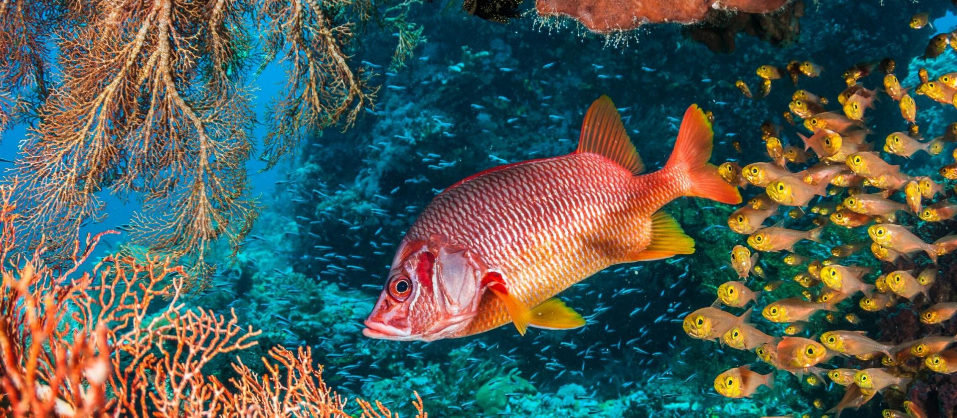Nurkowanie w Raja Ampat