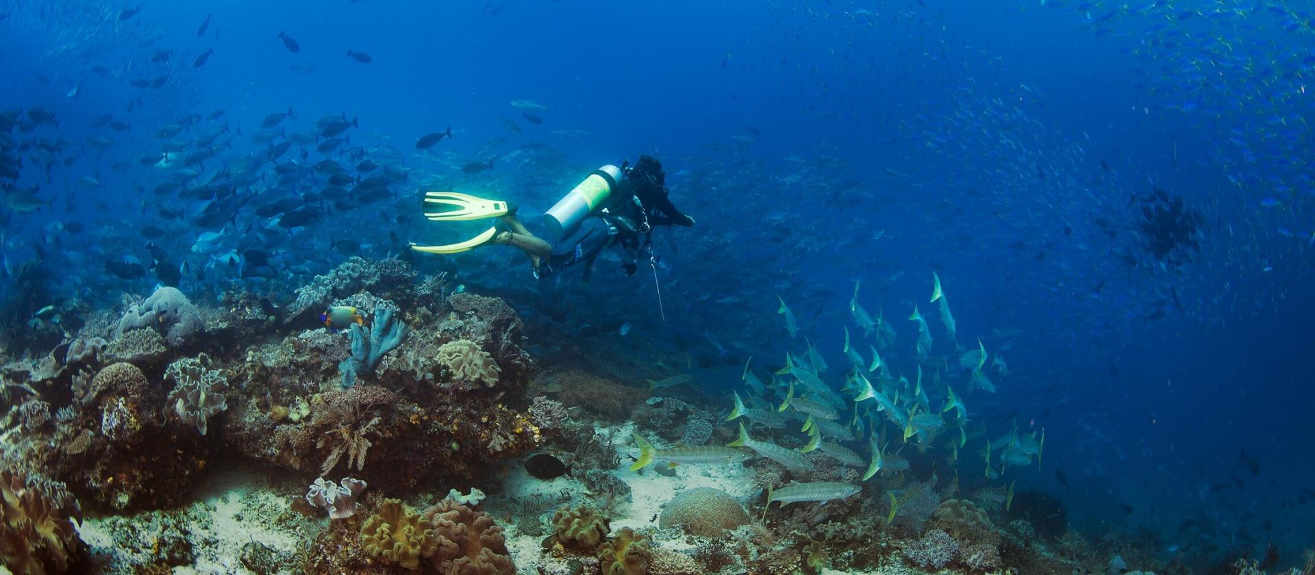 Nurkowanie w Raja Ampat