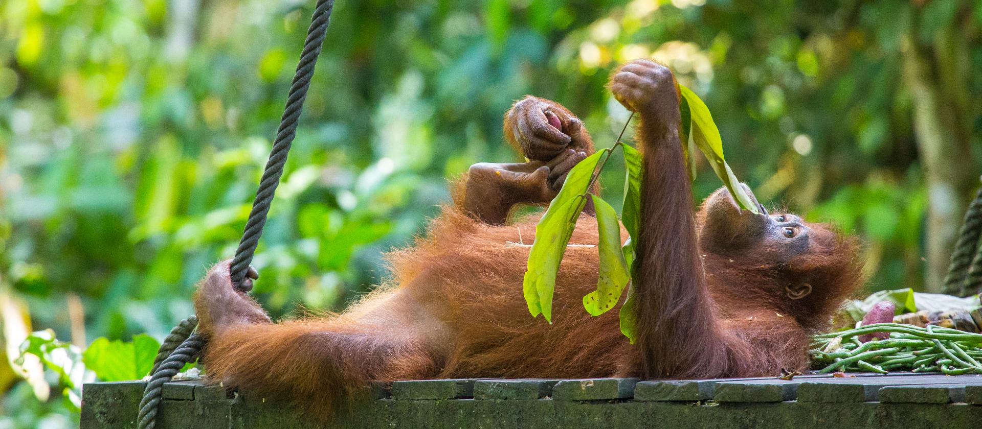 Spotkanie z orangutanami na wyspie Kalimantan