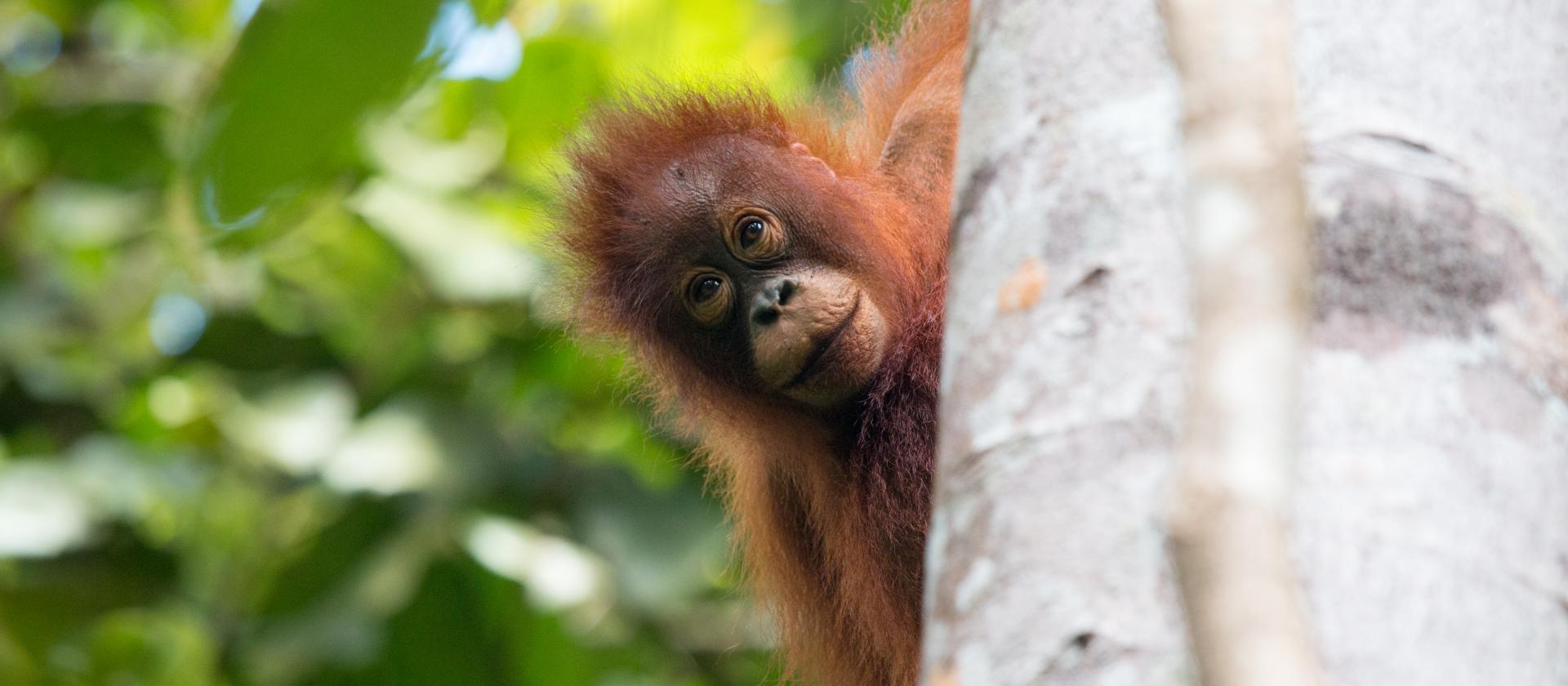 Spotkanie z orangutanami na wyspie Kalimantan