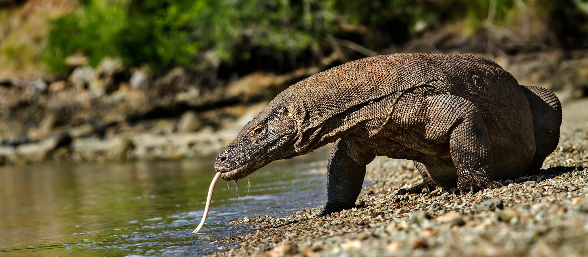 Spotkanie ze Smokami z Komodo
