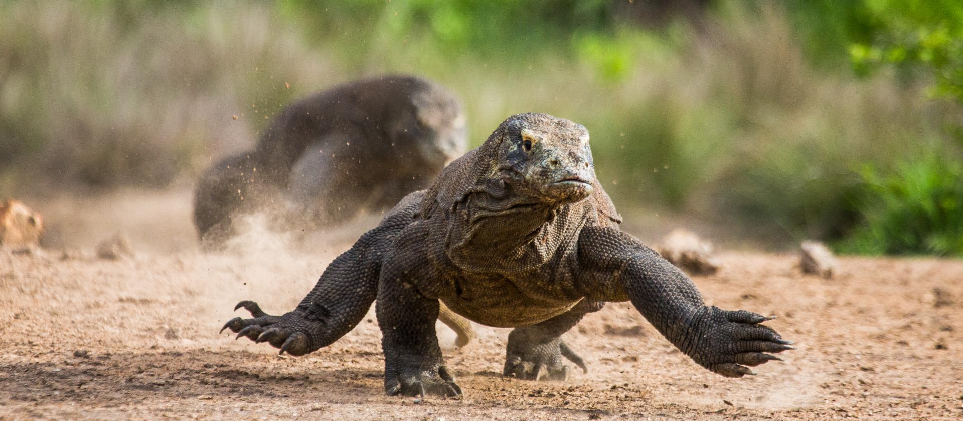 Spotkanie ze Smokami z Komodo