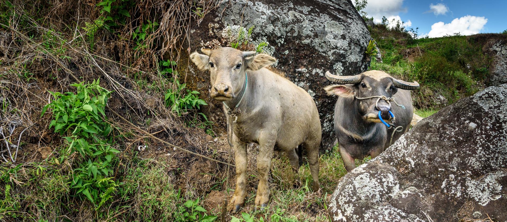 Zwiedzanie Tana Toraja na wyspie Sulawesi