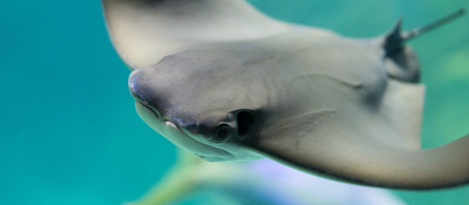 Manta