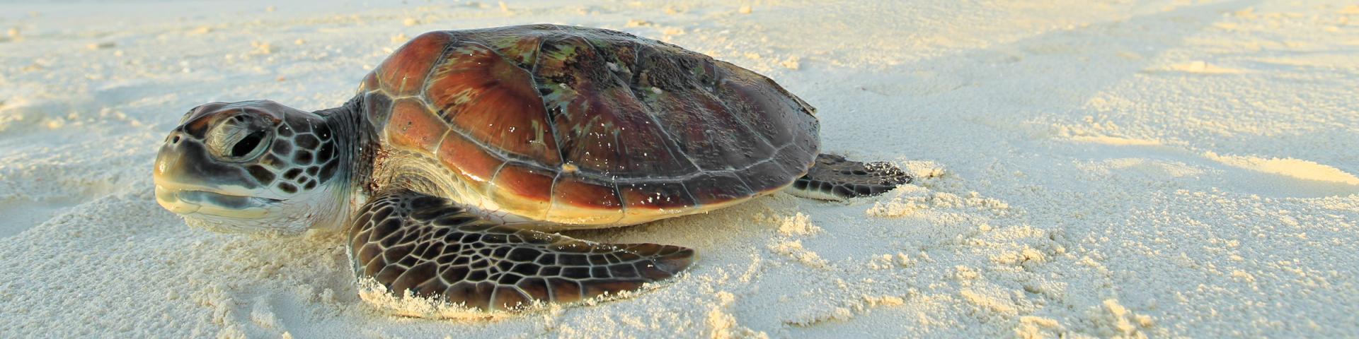 Fauna Malediwów – egzotyczny świat natury nad i pod wodą