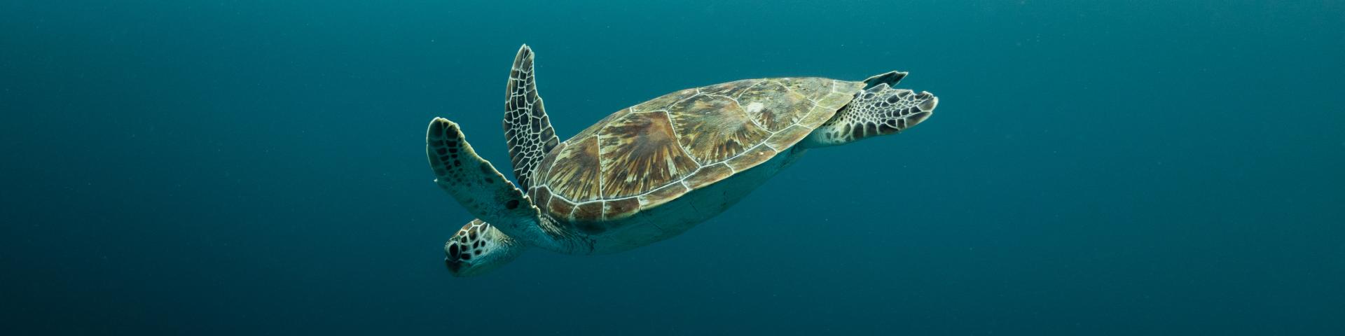 Źródło: Amila Maldives