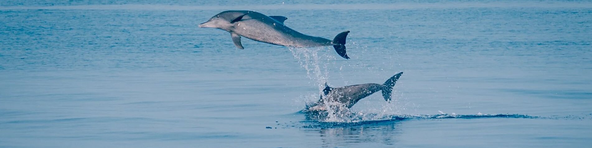 Źródło: Joali Being