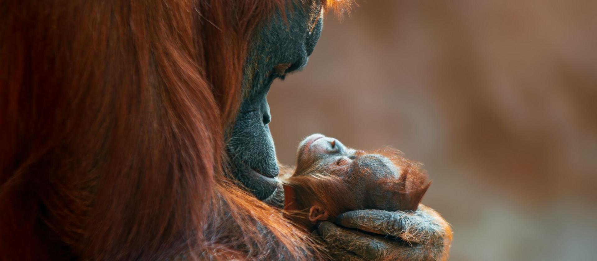 Spotkanie z orangutanami 