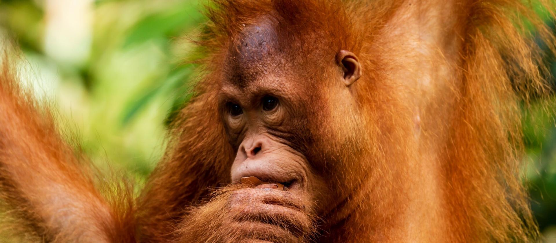 Spotkanie z orangutanami 
