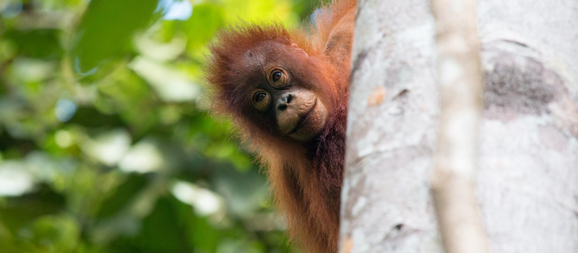 Spotkanie z orangutanami 