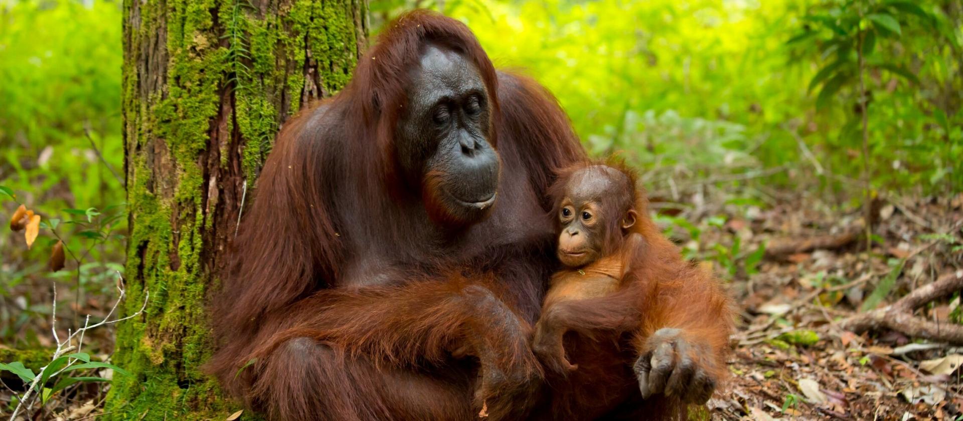 Spotkanie z orangutanami 