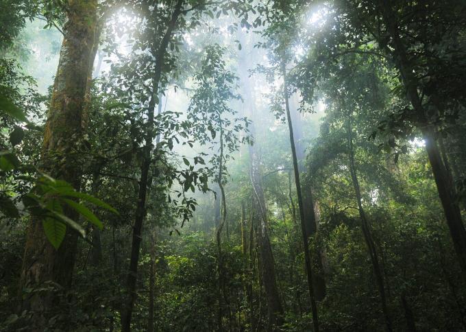 Licząca ponad 130 mln lat dżungla Taman Negara 
