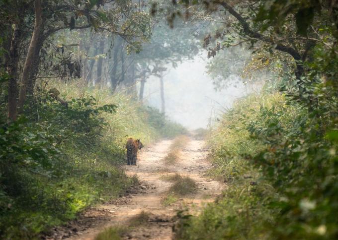 W Parku Narodowym Chitwan