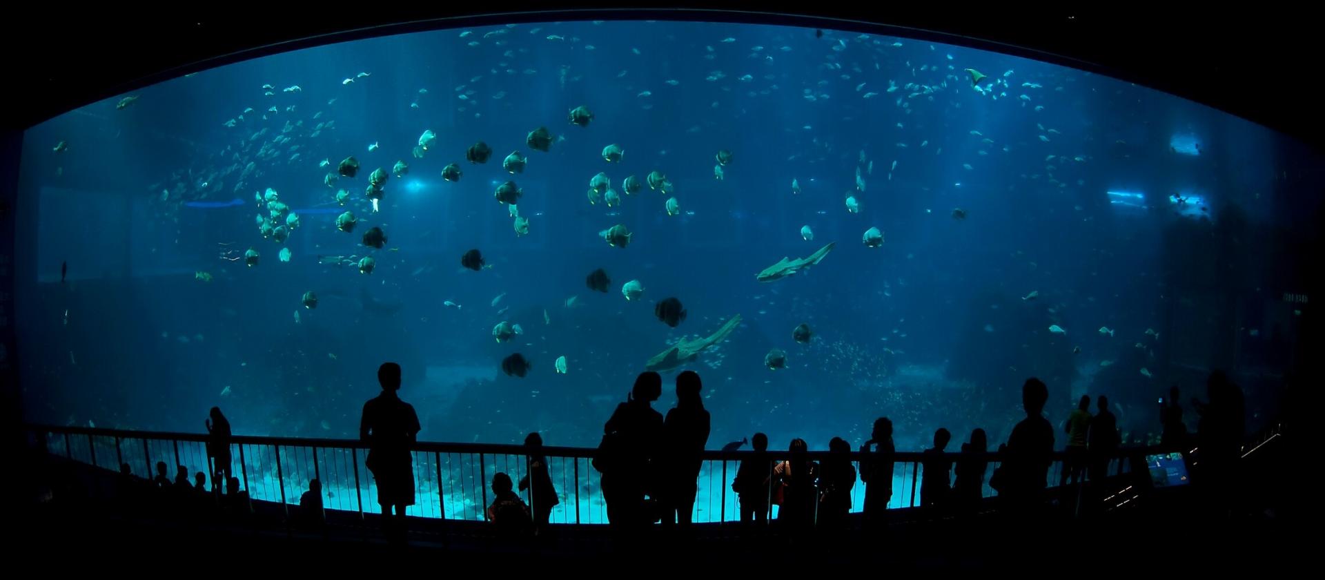 Wizyta w S.E.A Aquarium 