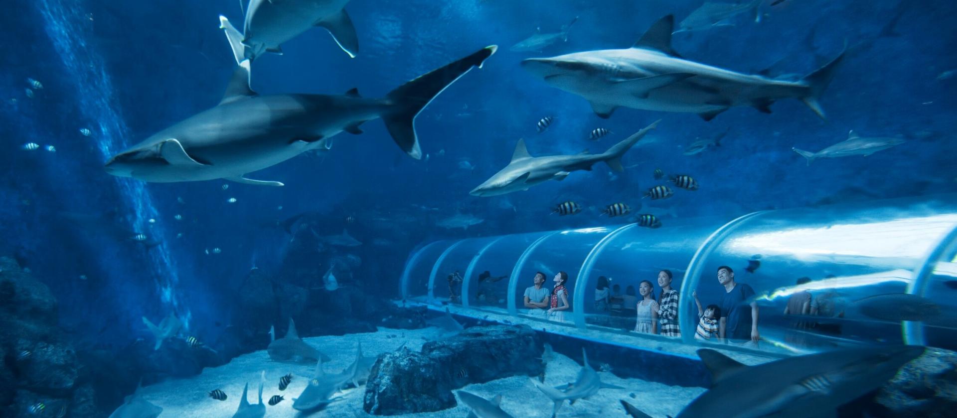 Wizyta w S.E.A Aquarium 